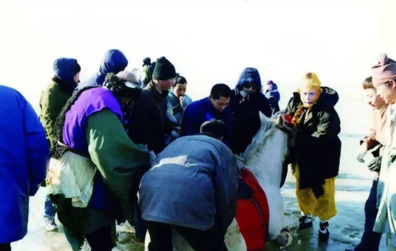 1997年白龙马惨死在马厩,杨洁泪目,尸骨无存的原因令人唏嘘