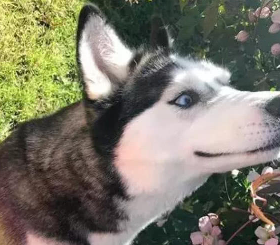 这位英国网红靠自家的哈士奇走红了网络!这大概就是狗比人红吧!