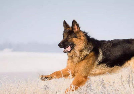 德国牧羊犬的外形高大威猛,别看它们的外表很凶猛,其实内心很温顺