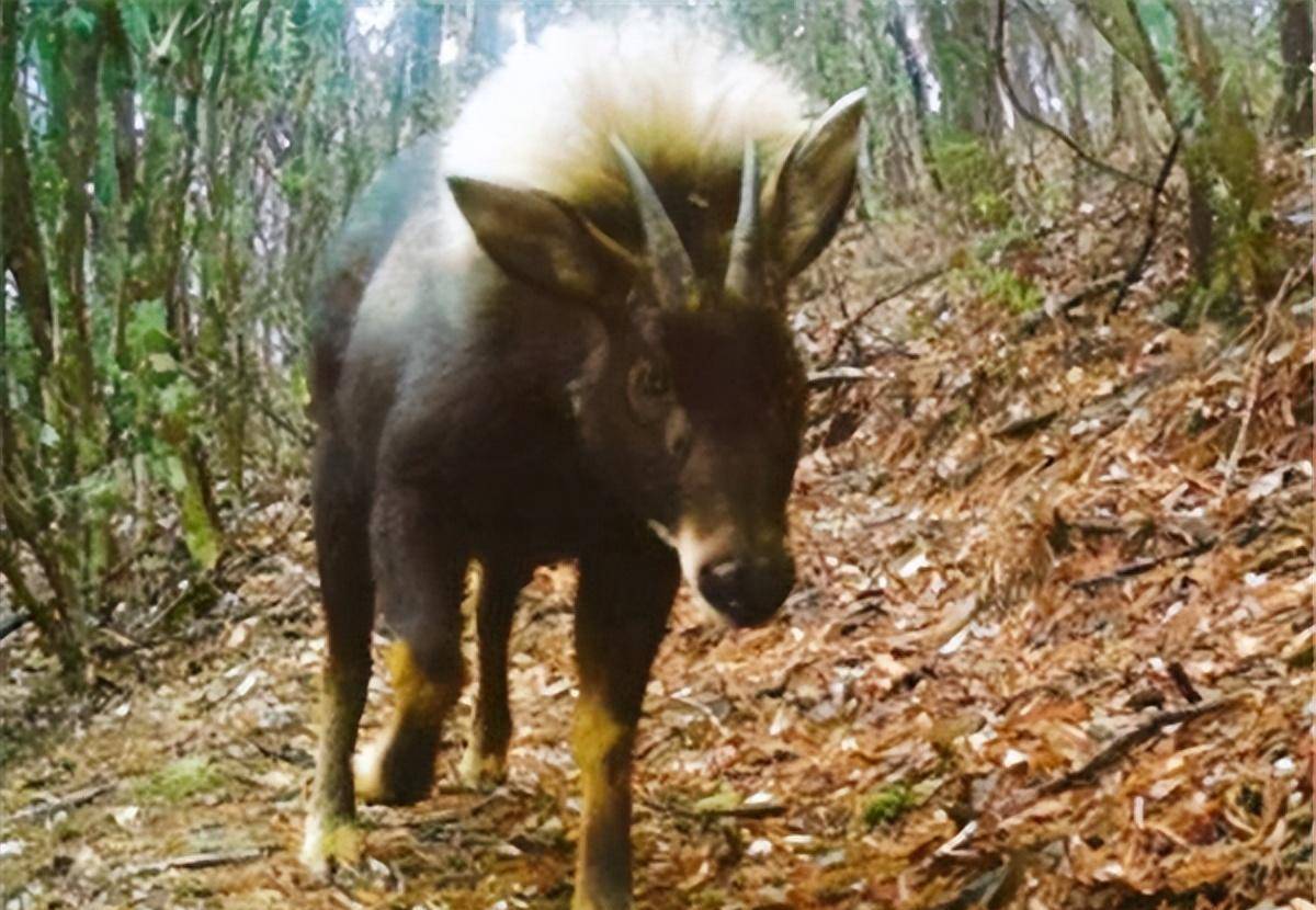 "驴头狼"已灭绝50万年,为何又在神农架现身?