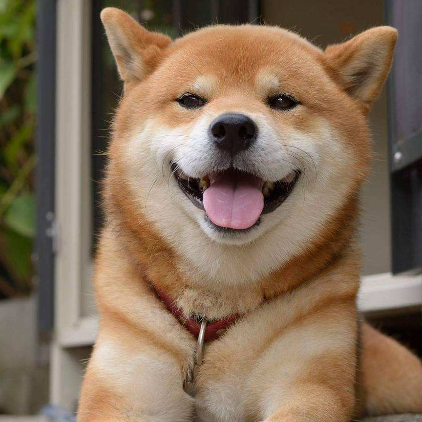 哈士奇_柴犬_主人