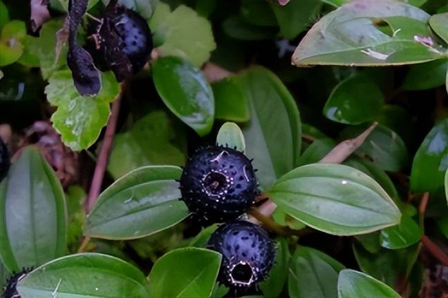 地菍这种野果子目前还没有人工种植,所产的果实均来自野生.