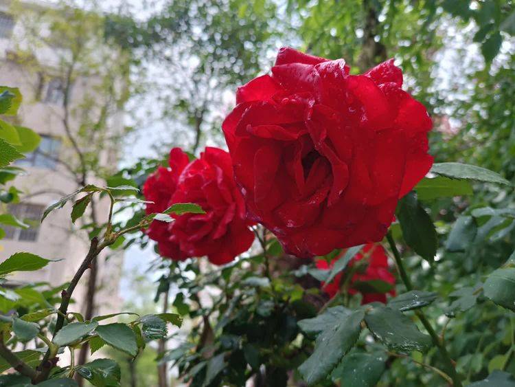 (一)心花绽放心有花田芳半亩,超凡脱俗活千年.