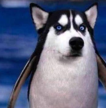 它被称为狗走路的表情包,与阿拉和肖洒一起也被称为"雪橇3傻".