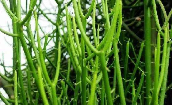 一望无际且干旱的沙漠里,都有哪些植物可以存活?
