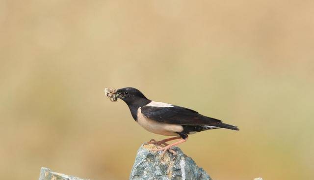 巴基斯坦能用鸡来灭蝗虫吗?动物灭蝗虫效果怎么样?具体该怎么做