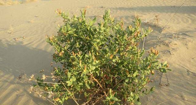 一望无际且干旱的沙漠里,都有哪些植物可以存活?