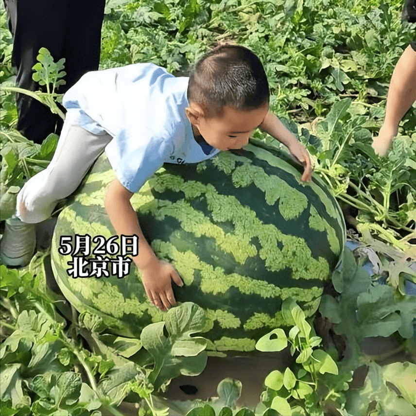 女子种出174斤大西瓜,种瓜技术顶呱呱,吸引众人来"吃瓜"