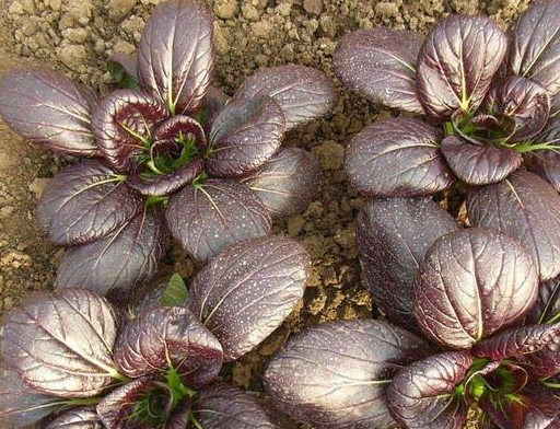 其中一种是抗癌首选蔬菜!