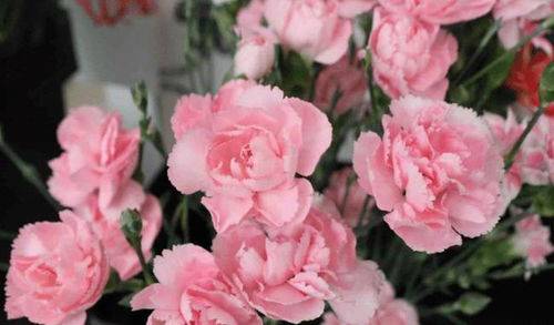 以下是几种常见的康乃馨品种介绍:1.