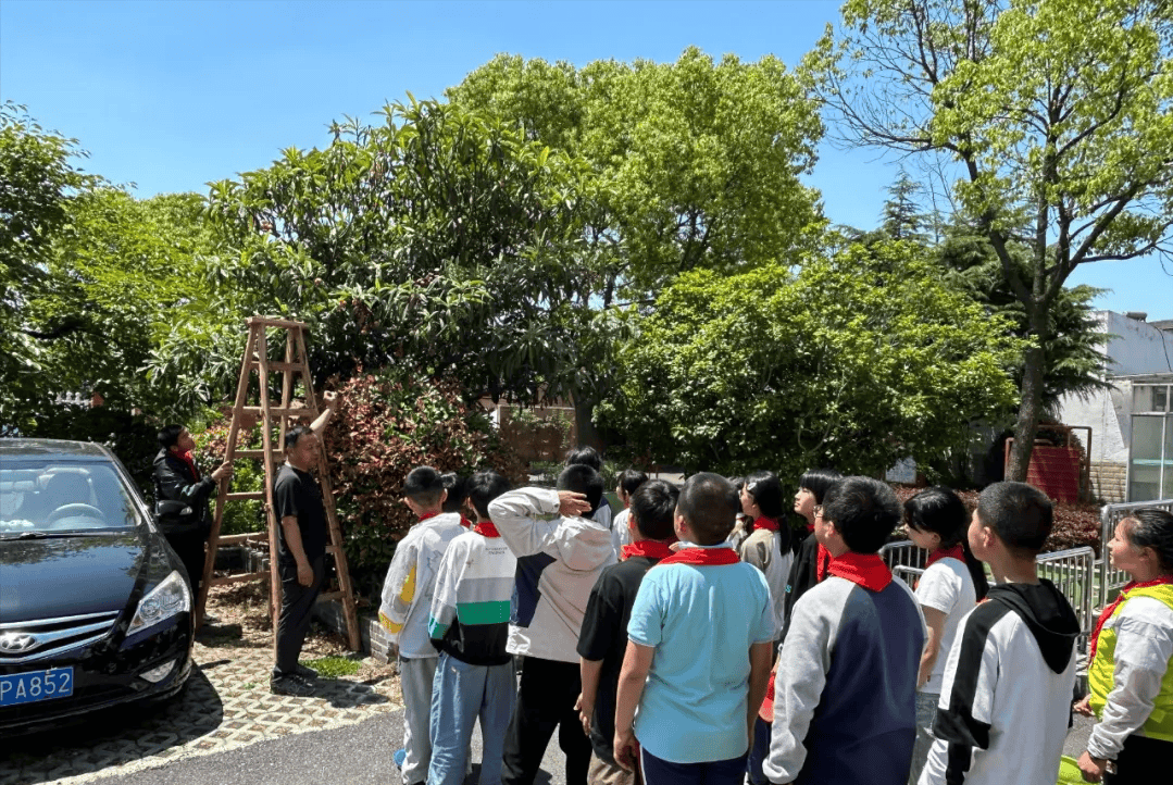 扬州市江都区仙女镇双沟小学开展枇杷采摘劳动实践活动