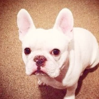 结果这不玩还好,一玩就停不下来了,狗子的表情真的和深闺怨妇一模一样