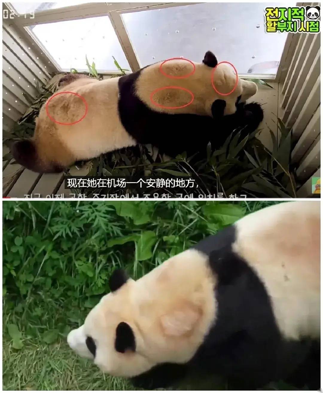 荒唐:韩国网民发起国际请愿,指控四川"虐待"归国大熊猫_进行_事件