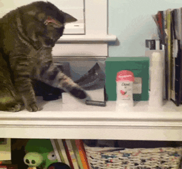 猫咪为什么手欠 老爱把东西推下去！