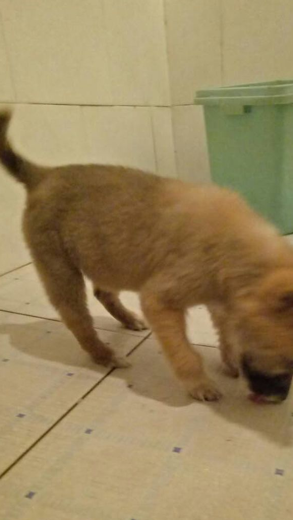 在周围人的漠视中,捡回被遗弃的中华田园犬,我却很开心