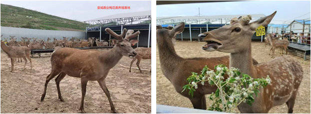 强强联合铸辉煌】星耀仁工家人探秘皇城鹿业梅花鹿养殖基地