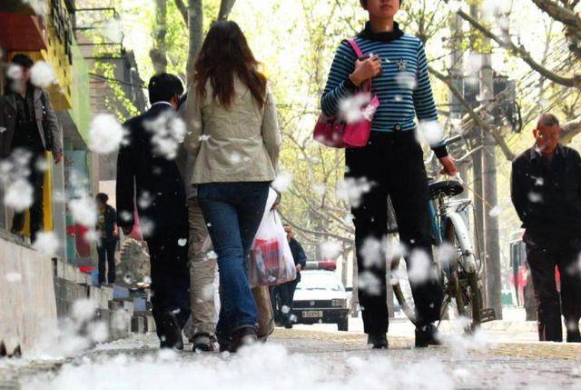如今让人焦虑的杨絮背后,曾"拯救"北京800万人