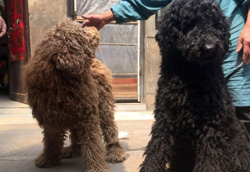 带巨贵出去玩遭它耍赖,老爸全程背着巨贵,好宠溺