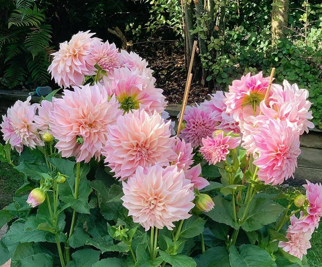 10种花北方养开品好颜值高