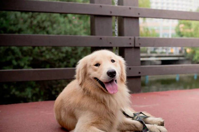 [个人养狗经验分享]金毛脖子受伤还发肿,金毛脖子受伤红肿_丝赺主人