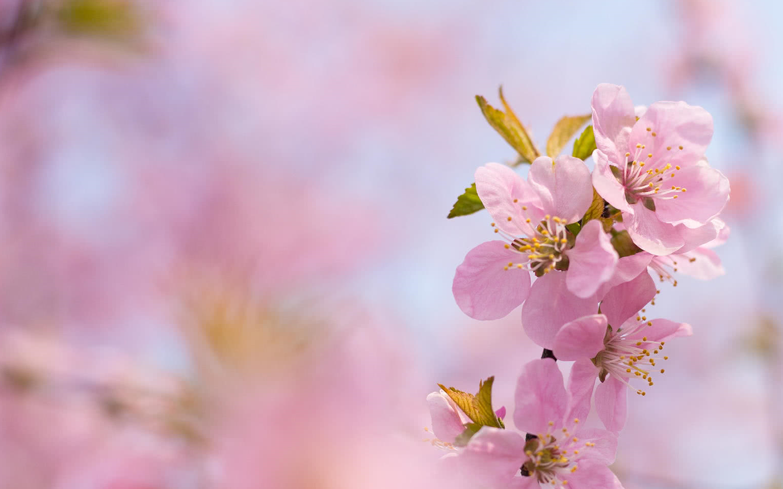 七月的桃花香气扑鼻,三大星座邂逅良缘,拥抱真爱!