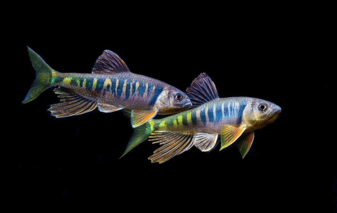 盎堂拟鲿 tachysurus ondon近年来,随着人类建设的不断扩张,鱼类等水