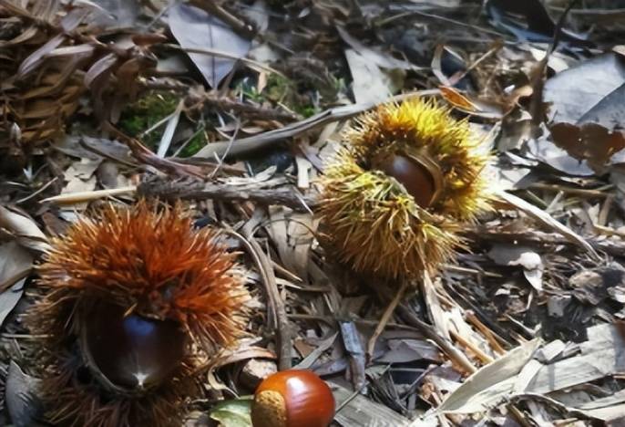 农村野果子,外皮长满尖刺,儿时为它流尽血,现在成稀罕难买到