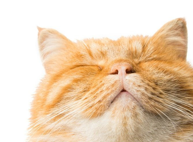 猫咪知识:猫咪难以置信的个性