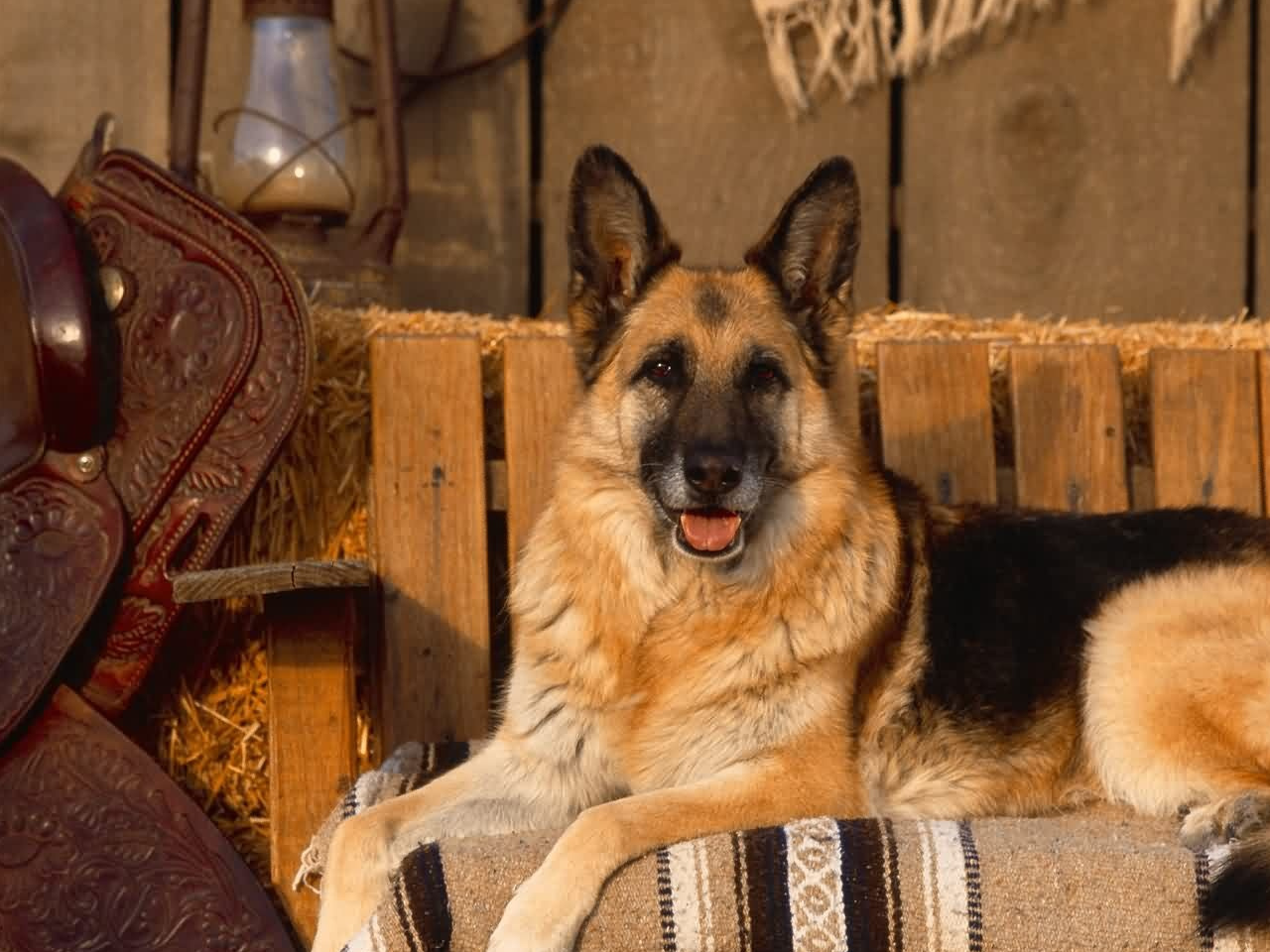 宠物小知识:稍加训练就能变成超级狗狗,这么聪明的狗狗你喜欢吗