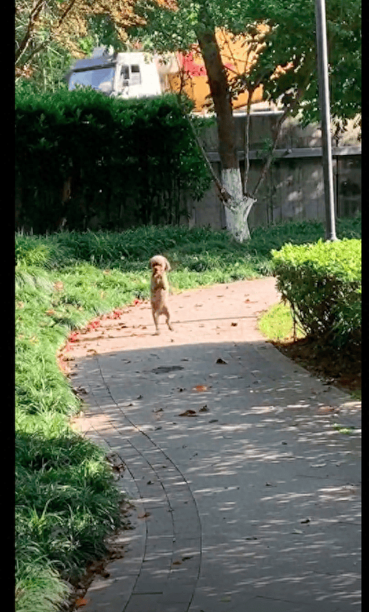女生带着狗狗在公园里玩的时候,突然发现了一只用两只脚走路的泰迪犬
