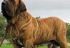 发达,包括中国在内的很多国家都禁止饲养,但是在美国和俄罗斯很受欢迎