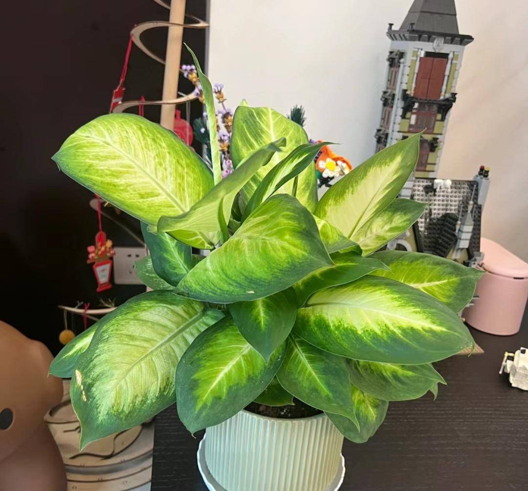 3,花叶万年青水仙花,非常漂亮的球根花卉,叶形优雅,盆栽郁郁葱葱