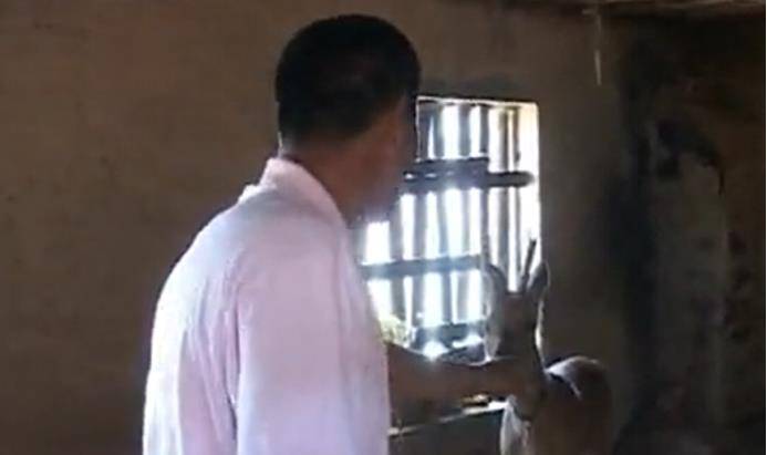 09年大爷捡到怪鹿,救活后赖着不走,长大后离家把"妈"给带回来了