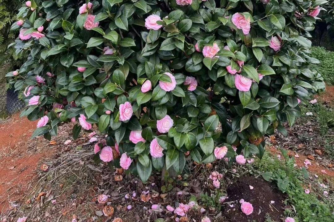 漳州百年茶花图片