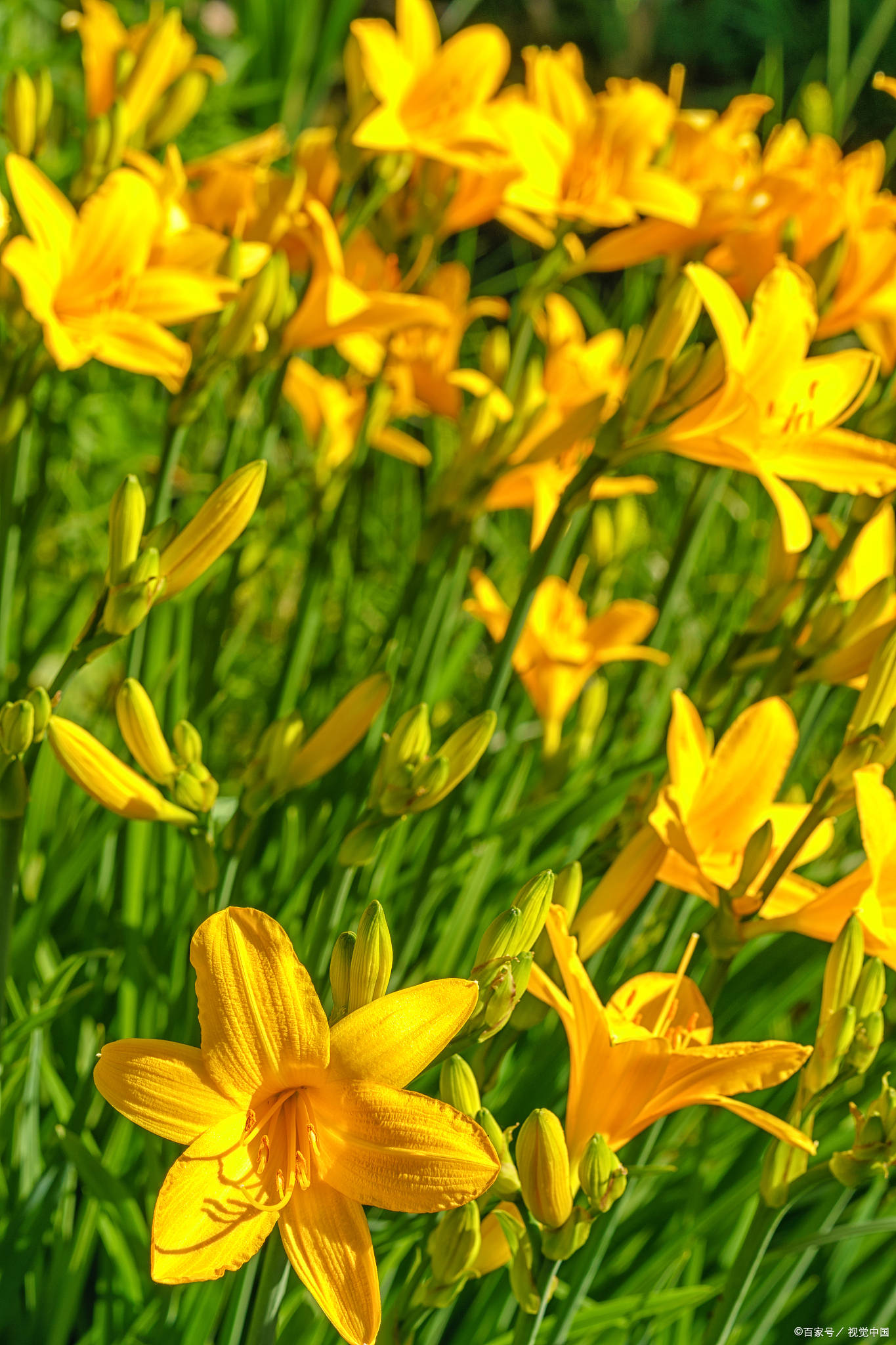 公园采食"黄花菜",中毒送医引警示:如何避免植物误食悲剧再次发生?