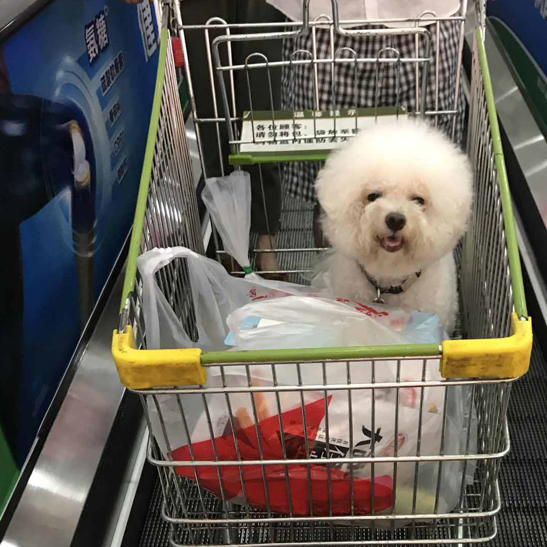 带比熊犬去超市,狗子不满主人的抚摸,狗子:快撸秃噜毛了都
