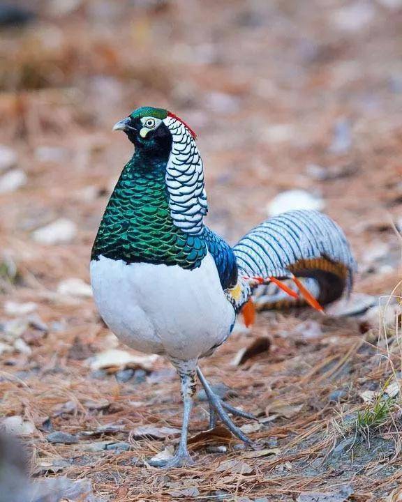 山鸡,野鸡,石鸡你能区分它们吗