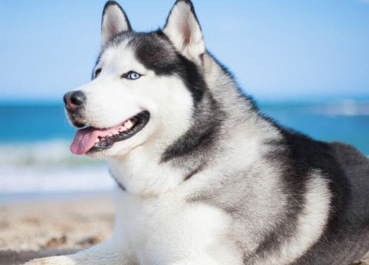 哈士奇犬的特点与起源