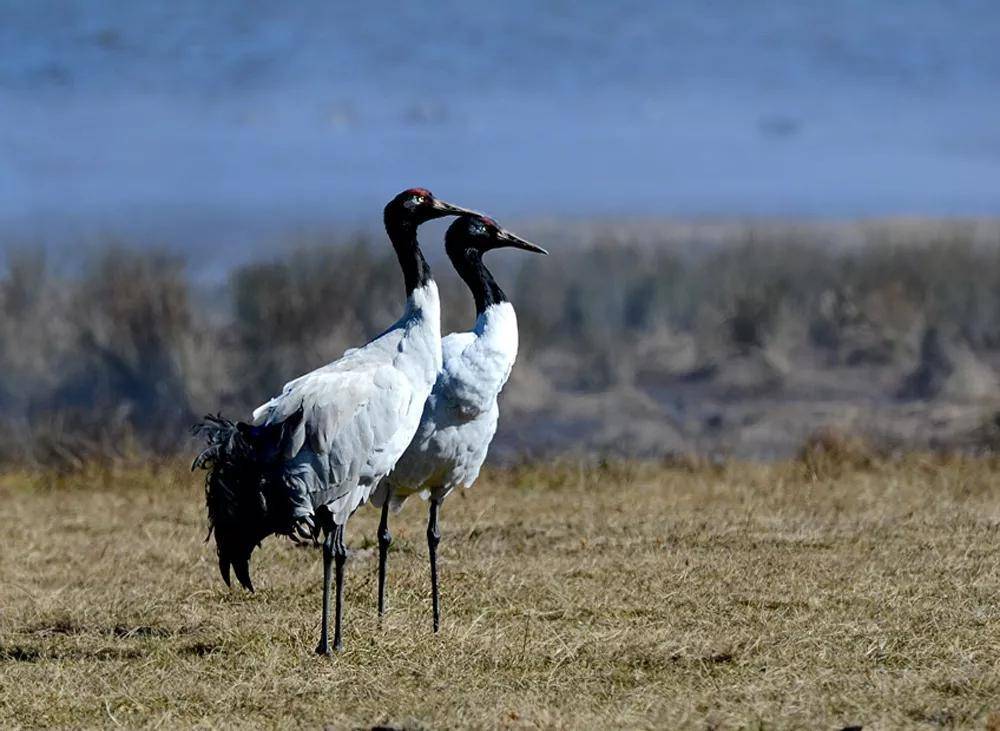 各种萌萌小动物,妙趣横生,开眼界了