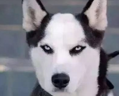 主人下班没看到二哈,突然听到沙发里传出声音,主人一看气到爆肝