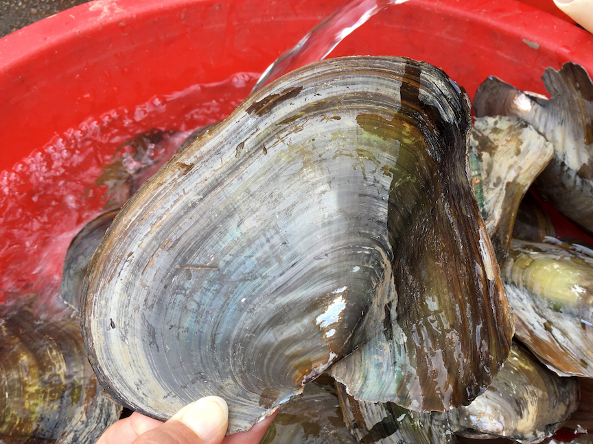 它是河中鲜,却只卖3元一斤,清明前后最鲜美,可惜很多人不会吃