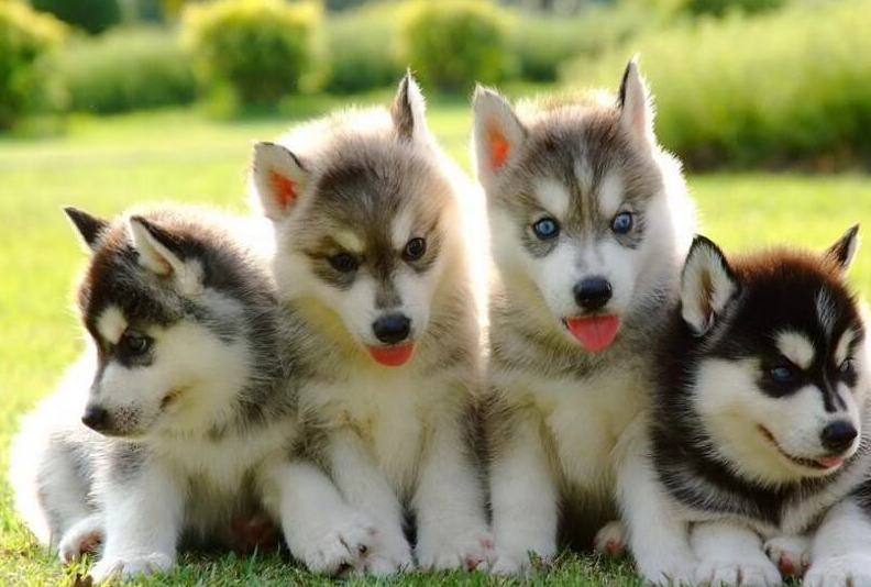 哈士奇犬的特点与起源