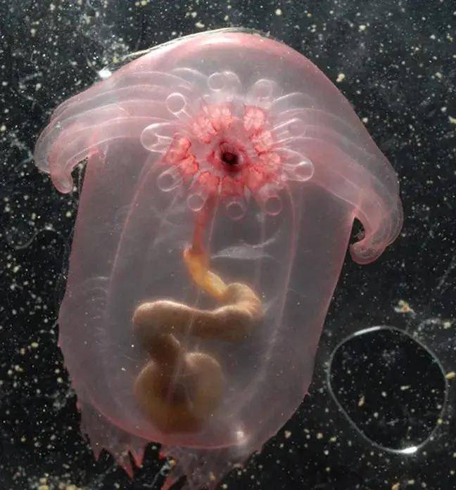 真是少见,海底世界的奇妙让人感叹