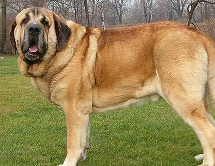 世界第一獒犬,身形如同雄狮,能力指数完爆藏獒,历史底蕴悠久