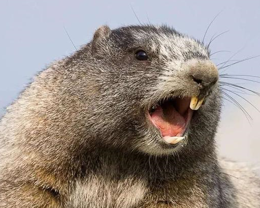 无论现在多漂亮,这类孩子越长越丑,80%的父母不知道_朋友_鼻子_嘴巴