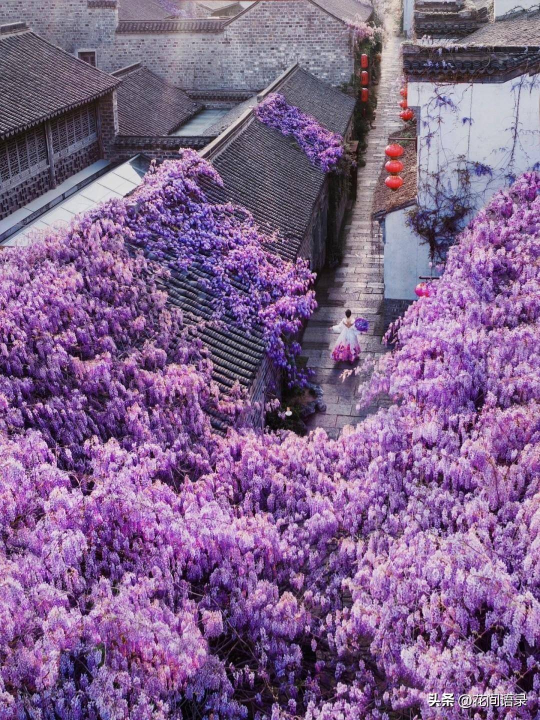 南京小巷子里的花太惊艳了_zgcpx_紫藤_www