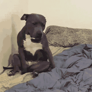 300_300gif 动态图 动图