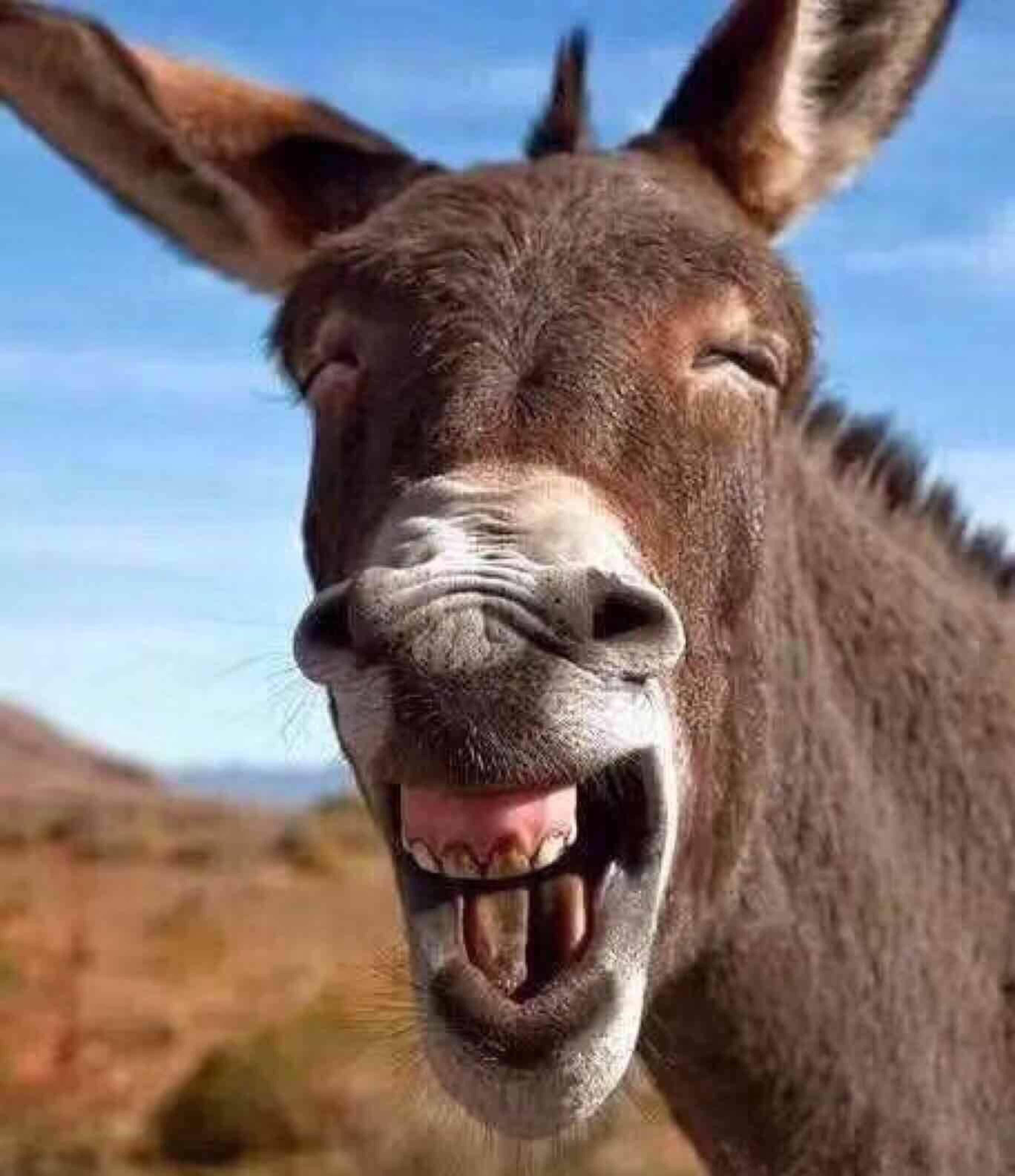 韩国donkey猝死图片