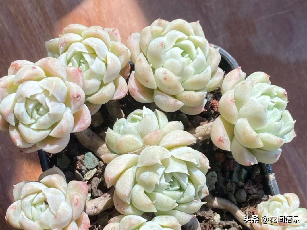 越养越难看的网红多肉盘点,新手千万别养