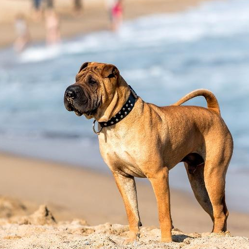 十大最粘人的狗狗排行榜!你的爱犬排第几?